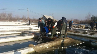 У селі на Буковині розводять рибу для всієї України (ФОТО)