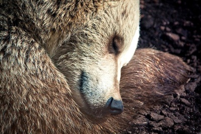 Ведмеді в лісах на Буковині заснули вперше за кілька років