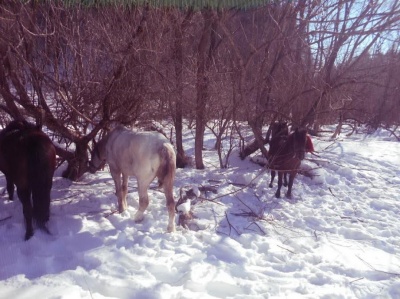 На Буковині контрабанду через кордон возять кіньми (ФОТО)