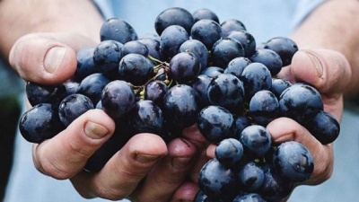 Вчені назвали важливу функцію винограду для здоров’я