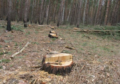 Суд оштрафував Національний парк на Буковині через незаконну вирубку