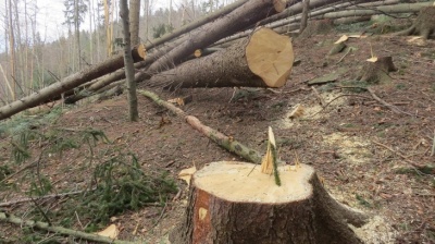 На Буковині дерево вбило лісоруба