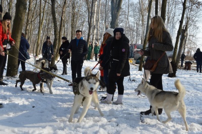 На Буковині провели змагання з канікросу – бігу із собаками