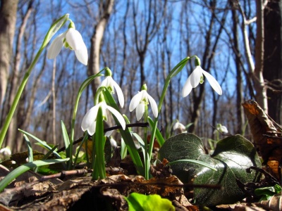 Весна на Буковині розпочнеться теплою погодою