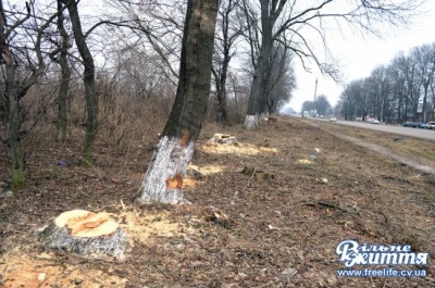 Буковинці зупинили вирубку дерев вздовж дороги (ФОТО)