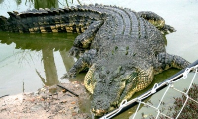 У Тунісі відвідувачі зоопарку забили крокодила камінням