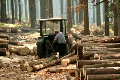 Кіцманське лісове господарство запевняє, що рубка лісу є законною