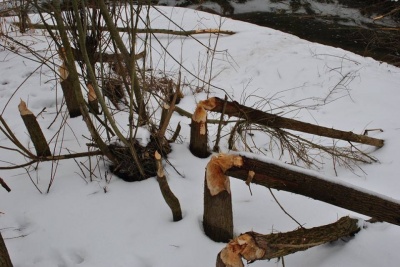 Поблизу годівниць у лісах на Буковині дикі тварини будують "хатки" (ФОТО)