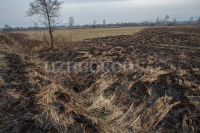 На Закарпатті згоріла знаменита Долина нарцисів (ФОТО)