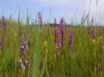 На Буковині ростуть рідкісні види орхідей (ФОТО)
