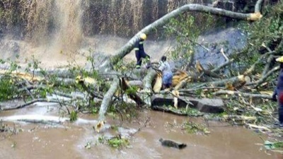 У Гані дерево розчавило 20 туристів