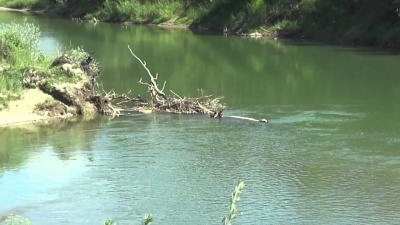 Комунальне підприємство на Буковині оштрафували за забруднення річки