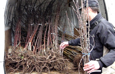 Громада на Буковині планує висадити 15 тисяч дерев (ФОТО)
