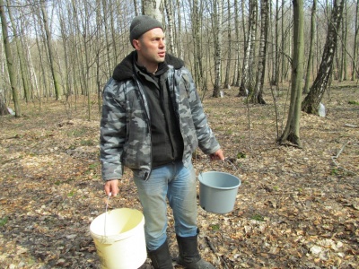 У березових гаях на Буковині збирають сік (ФОТО)