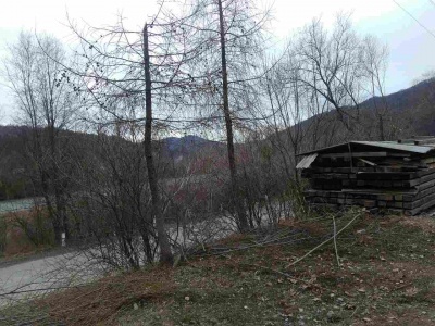 Електрики на Буковині пошкодили рідкісні дерева