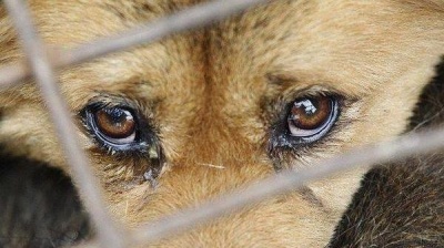 За знущання з тварин в Україні пропонують карати в'язницею
