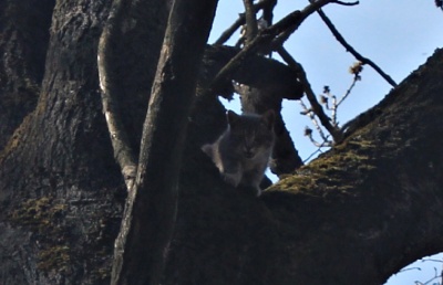 У райцентрі на Буковині кота 5 діб не могли зняти з дерева (ФОТО, ВІДЕО)