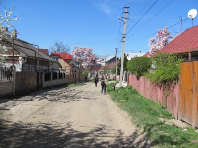 У Чернівцях на вулиці Естонській цвіте 30 магнолій (ФОТО)