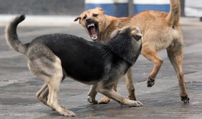 На Буковині зросла кількість звернень до лікарень через укуси собак