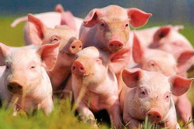 Залишимося без м’яса - на Буковині поменшало свиней і птиці