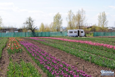 У Чернівецькій області розцвіло тюльпанове поле (ФОТО)