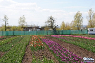 У Чернівецькій області розцвіло тюльпанове поле (ФОТО)