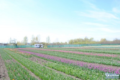 У Чернівецькій області розцвіло тюльпанове поле (ФОТО)