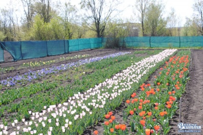 У Чернівецькій області розцвіло тюльпанове поле (ФОТО)