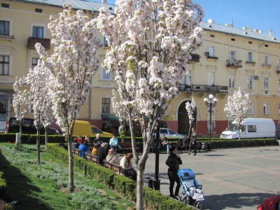 У Чернівцях зацвіла сакура (ФОТО)