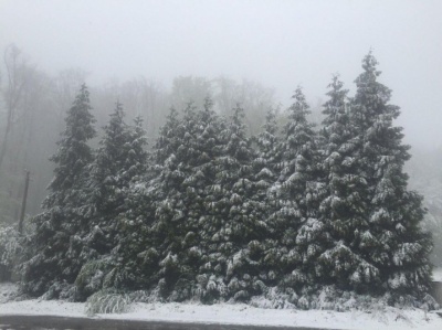 Околиці Чернівців і деякі райони Буковини засипало снігом (ФОТО)