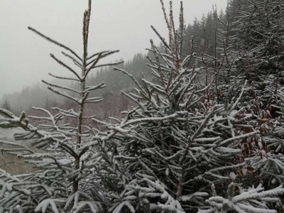 Околиці Чернівців і деякі райони Буковини засипало снігом (ФОТО)