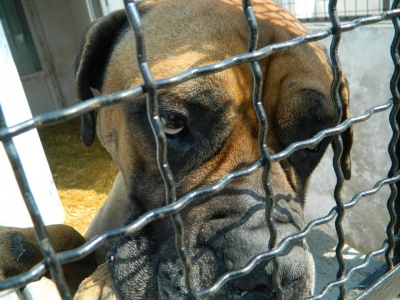 "Наш Бульчик - добряк": собака у Чернівцях із зони АТО переніс дві операції і нині шукає господарів