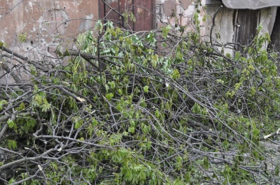 «Приїхали, зрізали, покидали»: у центрі Чернівців зрубали півстолітні дерева (ФОТО)