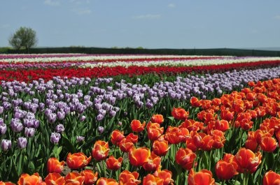 У буковинській Долині тюльпанів офіційно закрили сезон