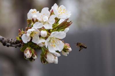 На Буковині через кроплення садів масово гинуть бджоли