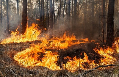 Поліція затримала буковинку, яка спалила два гектари лісу
