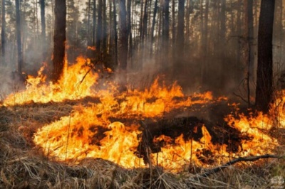 Психічно хвора буковинка спалила два гектари лісу