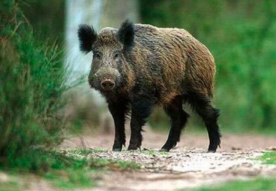 На Буковині виявлено випадок африканської чуми свиней