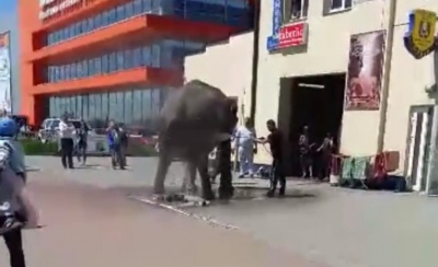 У Чернівцях слона помили в автомийці: з’явилося кумедне відео