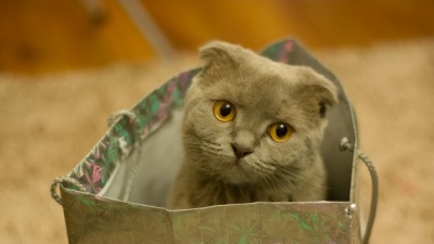 Чому коти так люблять ховатись у коробках