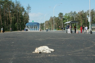 Цей день в історії: загибель Бонні і Клайда та станція метро у лісі