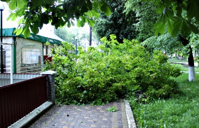 У райцентрі на Буковині дерево впало на торговий павільйон (ФОТО)