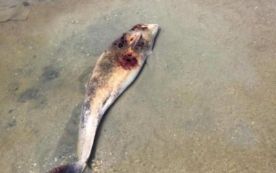 На Одещині кілька десятків мертвих дельфінів викинуло на узбережжя 