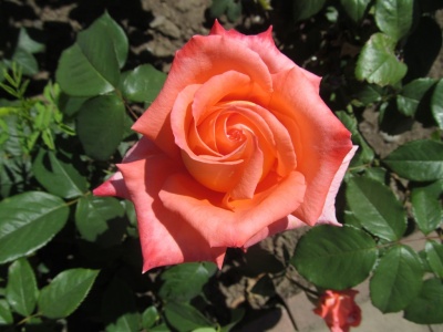 У Чернівцях цвіте 9310 кущів троянд (ФОТО)
