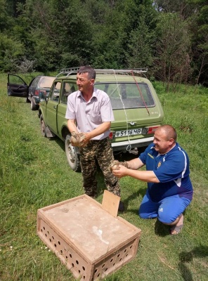 Буковинські лісівники виростили і випустили на волю 40 фазанів