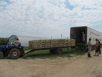 Буковинське село годує капустою усю країну і зарубіжжя (ФОТО)