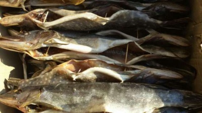 Із супермаркетів через ботулізм вилучили десятки кілограмів риби
