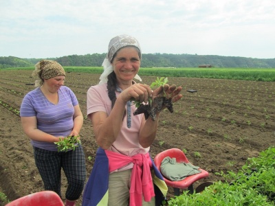 Буковинське село годує капустою усю країну і зарубіжжя (ФОТО)
