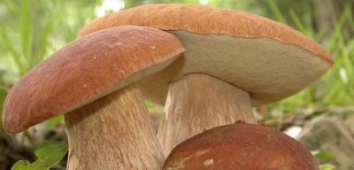 На Буковині екологи проілюстрували, які гриби краще збирати