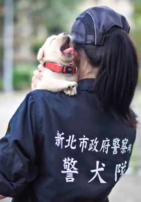 Поліція Тайваню взяла на службу крихітних лабрадорів: зворушливі фото